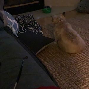 Meet your Posher, Wensy